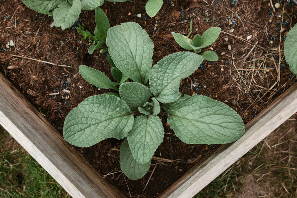 Green plants grow in a wooden garden box.