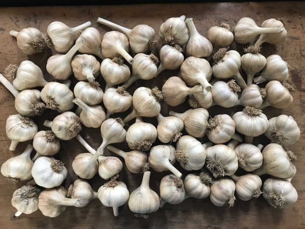 brown garlic on brown wooden table