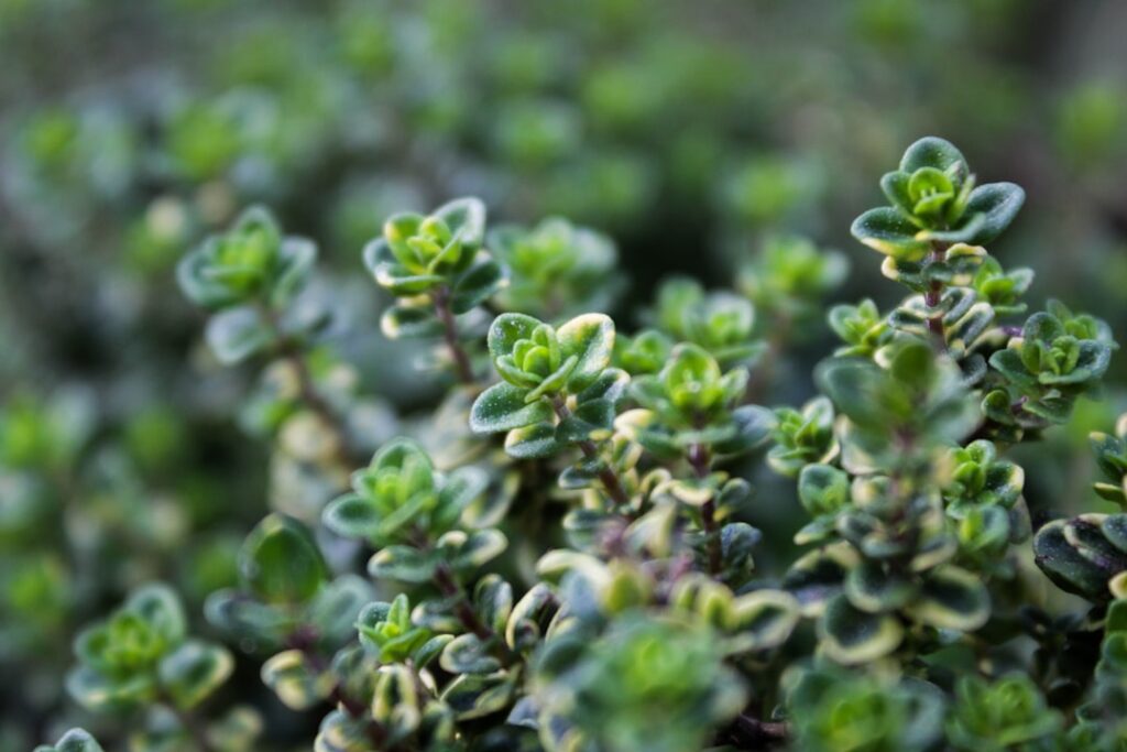 Close-up of green thyme herb with small leaves