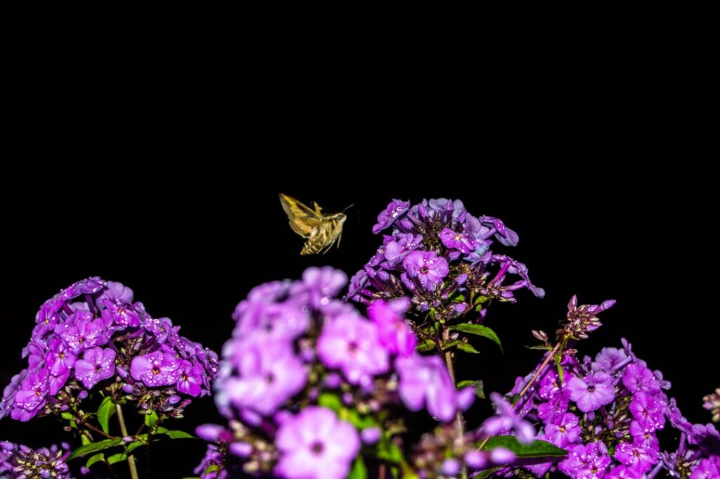 A bunch of purple flowers in a vase