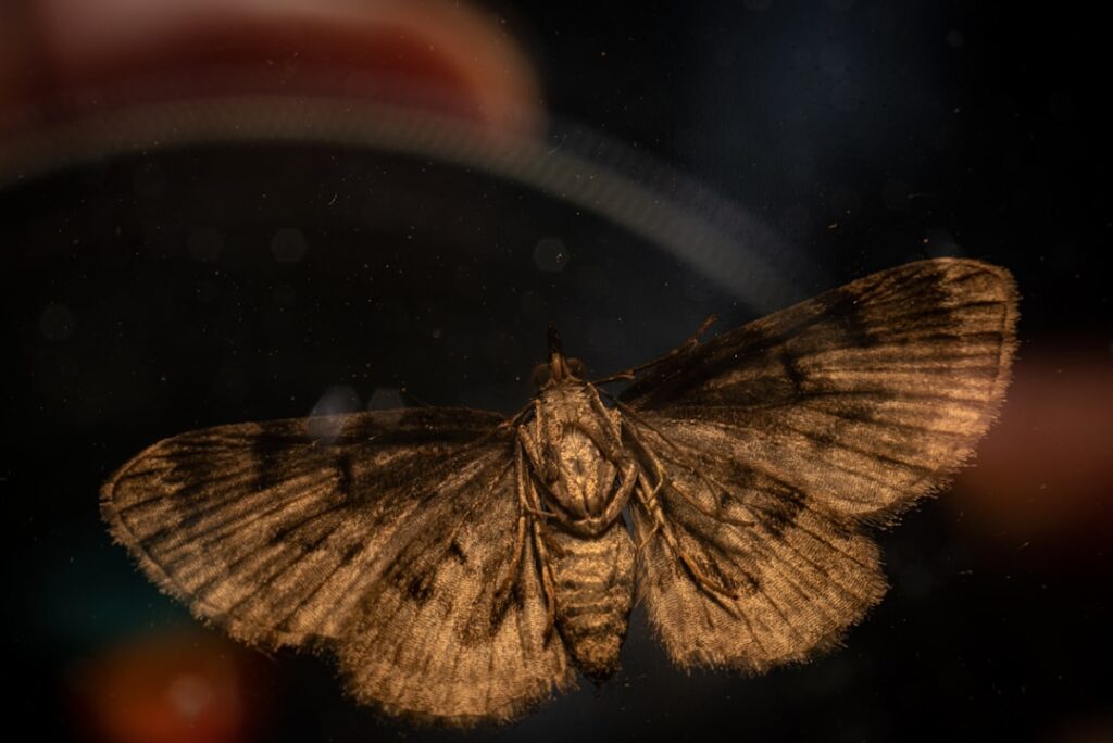 a close up of a moth on a window sill