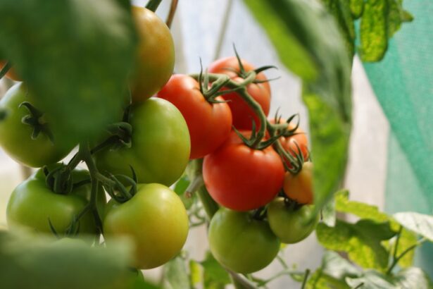 green and red tomatoes close-up photo