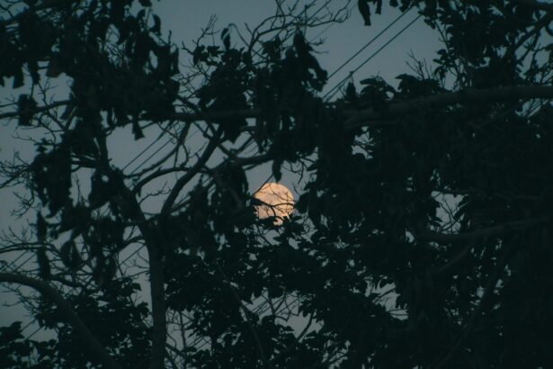 Full moon peeking through dark tree branches at night.