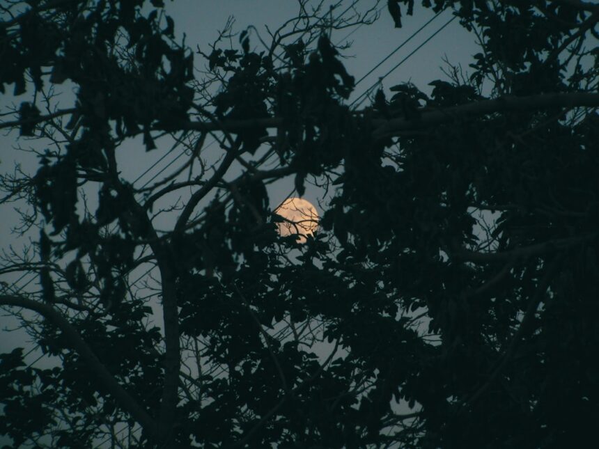 Full moon peeking through dark tree branches at night.