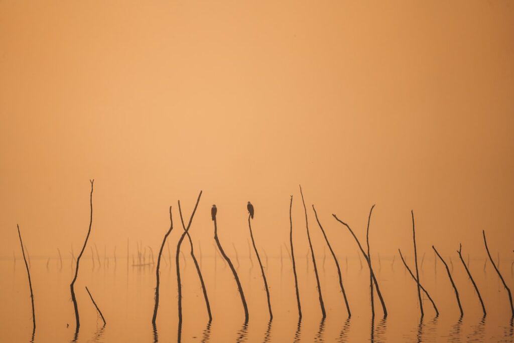 Two birds perched on reeds at sunset