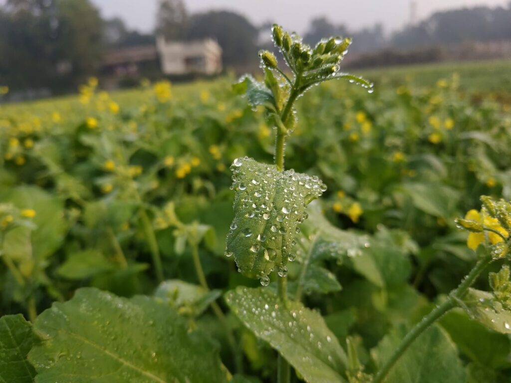 a close-up of a plant