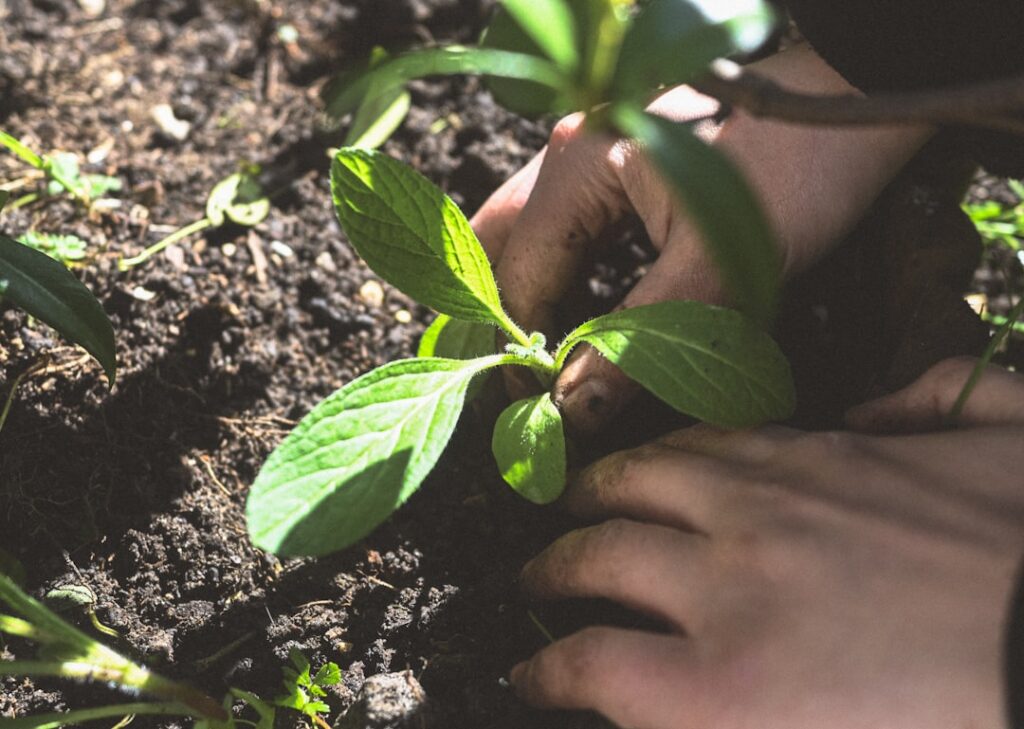 Hands planting a small green seedling in dark soil.