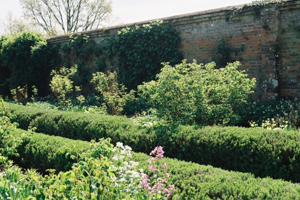 Neatly trimmed hedges and plants in a walled garden.