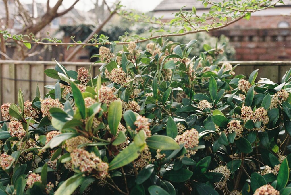 A dense green bush with small, light brown flower buds.