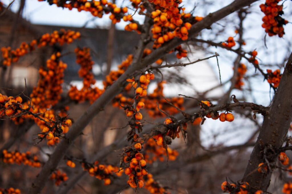 a tree with orange berries