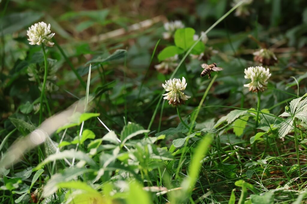 A close up of some white flowers in the grass