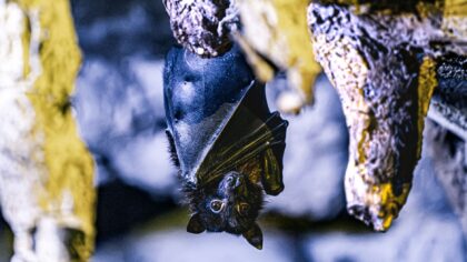 Mažiausias žinduolis planetoje: kaip nykštukinė kregždėšiknė telpa į žmogaus delną ir vis tiek skraido