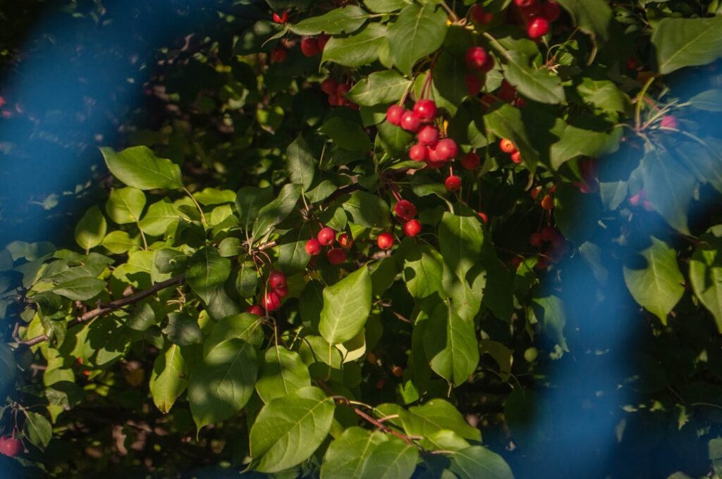 a bush with red berries and green leaves