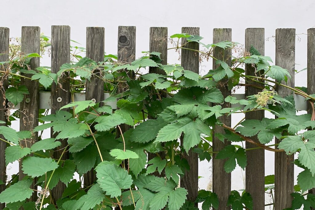 green leafed plant on brown fence