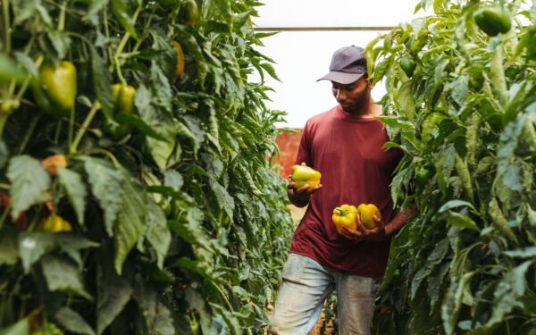 Kaip be didelių klaidų pradėti paprikų auginimą? Sėklų, daigų ir šilumos taisyklės