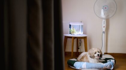Kaip sukurti ramų kampą augintiniui bute? Idėjos, kurios padeda ir šeimininkui