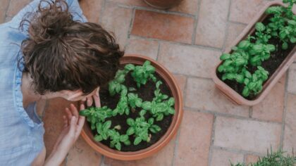Kaip visą vasarą mėgautis prieskoninėmis žolelėmis vazonuose? Patarimai balkonui ir terasai
