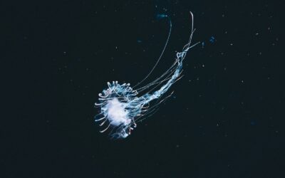 Kodėl plaukiojančios jūrų medūzos įkvepia ateities robotus? Netikėtas fizikos ir biologijos tandemas