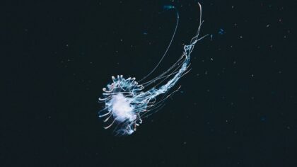 Kodėl plaukiojančios jūrų medūzos įkvepia ateities robotus? Netikėtas fizikos ir biologijos tandemas