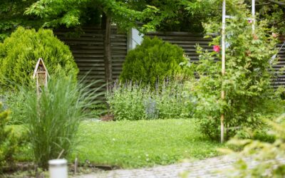 Kaip pasodinti gyvatvorę privatumui sode? Krūmų pasirinkimas, atstumai ir priežiūra