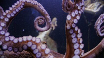 Kaip aštuonkojai „sprendžia uždavinius“ trimis smegenimis? Jūrų galvosūkiai, gluminantys mokslininkus