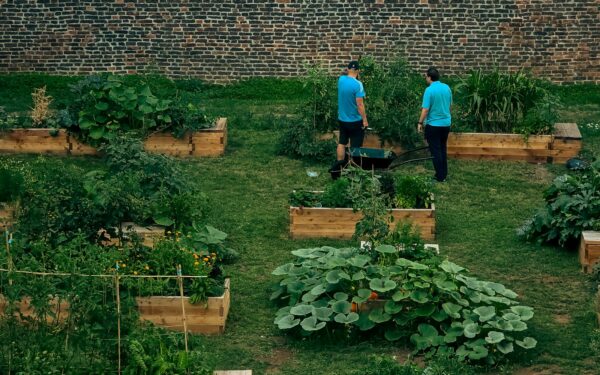Kaip įrengti ir prižiūrėti pakeltas lysves, kad daržovės augtų geriau ir dirva mažiau vargintų