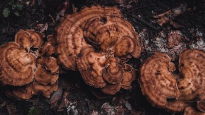 Kaip medžiai „kalbasi“ po žeme ir saugo mišką? Slaptas šaknų ir grybų tinklas