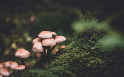 Kaip medžiai „kalbasi“ po žeme? Nematomas miško tinklas, kuris primena internetą