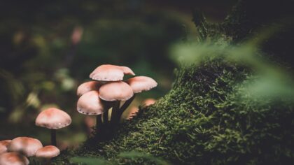 Kaip medžiai „kalbasi“ po žeme? Nematomas miško tinklas, kuris primena internetą