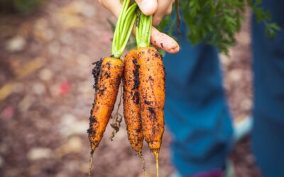 Kaip retinti ir prižiūrėti morkas be didelio vargo? Paprasti sprendimai tiesioms šaknims