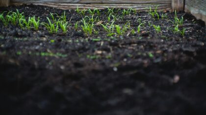 Kaip saulėtomis vietomis pasodinti daržą be svaiginančio laistymo? Augalai, kurie ištveria karštį