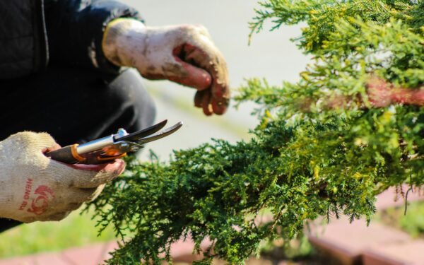 Kaip tinkamai genėti serbentus ir agrastus? Ką daryti dabar, kad krūmai derėtų ilgus metus