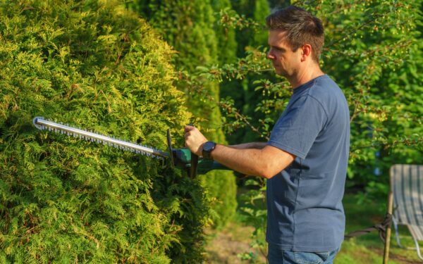 Kaip iš krūmų pasidaryti tvarkingą gyvatvorę? Ką verta suplanuoti dar šį sezoną