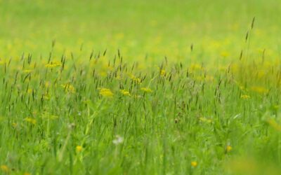 Kaip klimato kaita keičia alergijų sezoną ir ką tai reiškia žmonių sveikatai Lietuvoje
