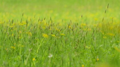 Kaip klimato kaita keičia alergijų sezoną ir ką tai reiškia žmonių sveikatai Lietuvoje