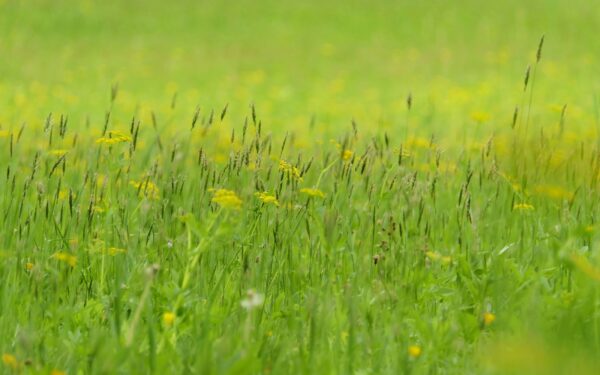 Kaip klimato kaita keičia alergijų sezoną ir ką tai reiškia žmonių sveikatai Lietuvoje