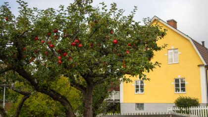 Kaip mažame sode užsiauginti obelų derlių? Kompaktiškų vaismedžių sprendimai net kiemeliui