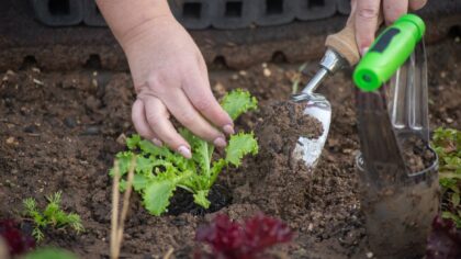 Kaip pasodinti svogūnines gėles giliau ir tankiau? Praktinis planas spalvingam kiemui be rūpesčių